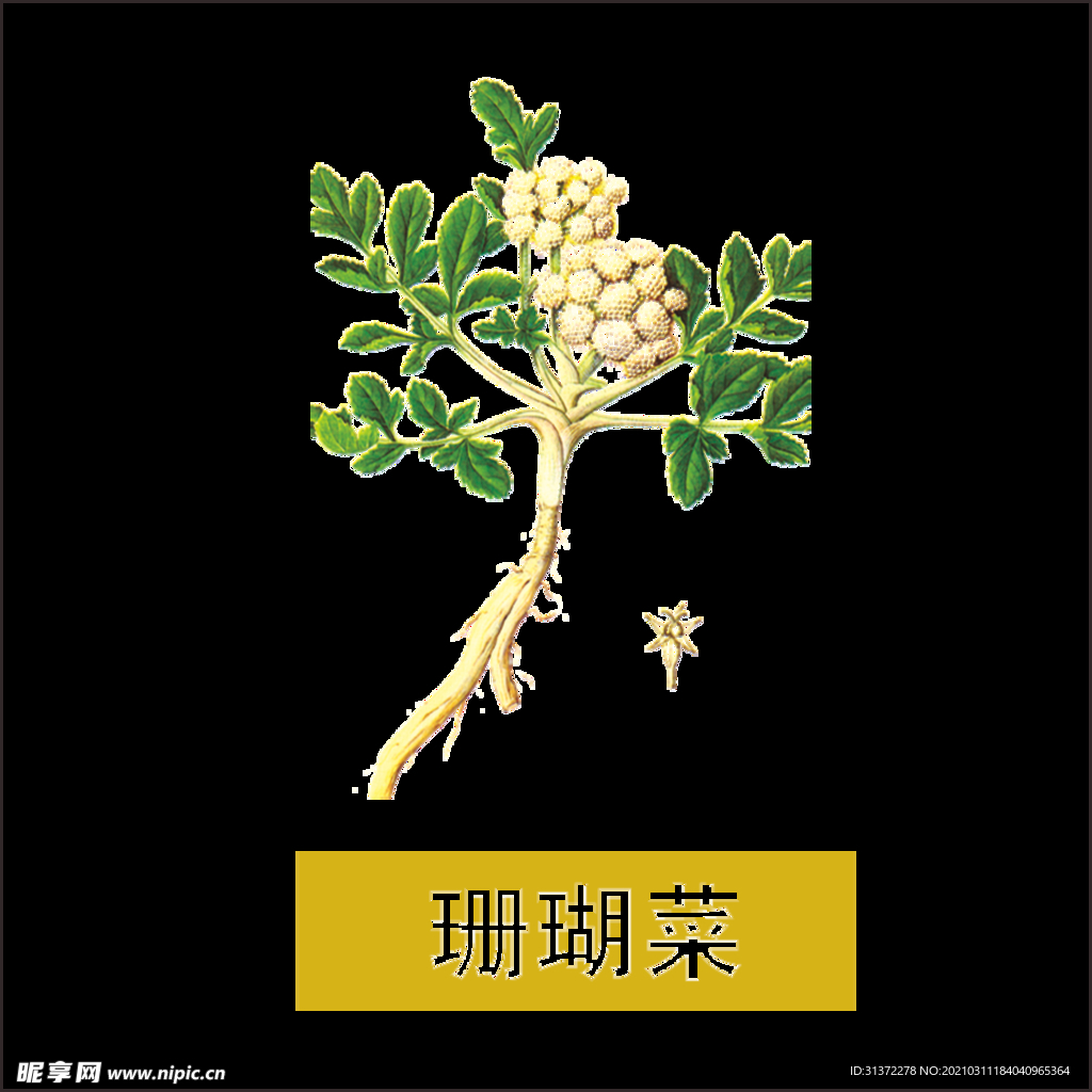草本植物药材图片