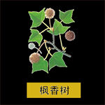 草本植物药材图片
