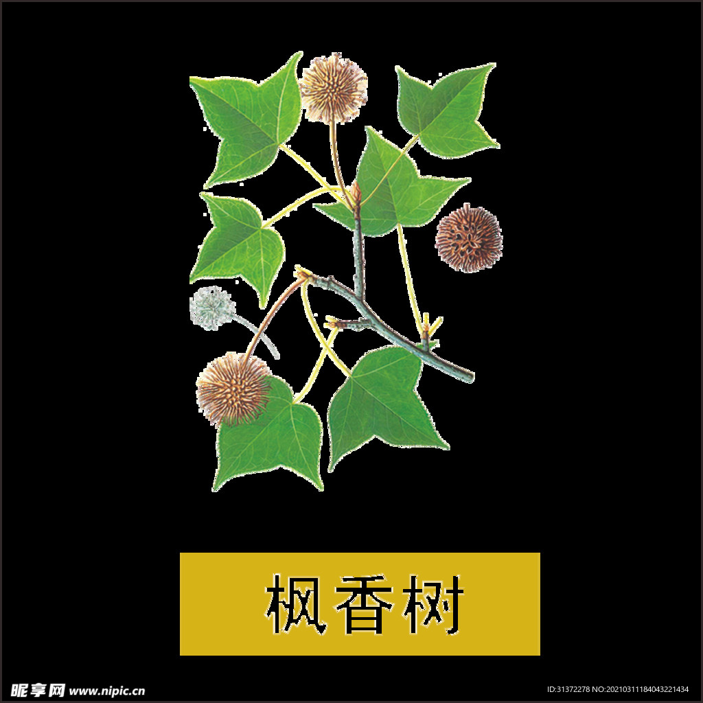 草本植物药材图片