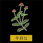 草本植物药材图片