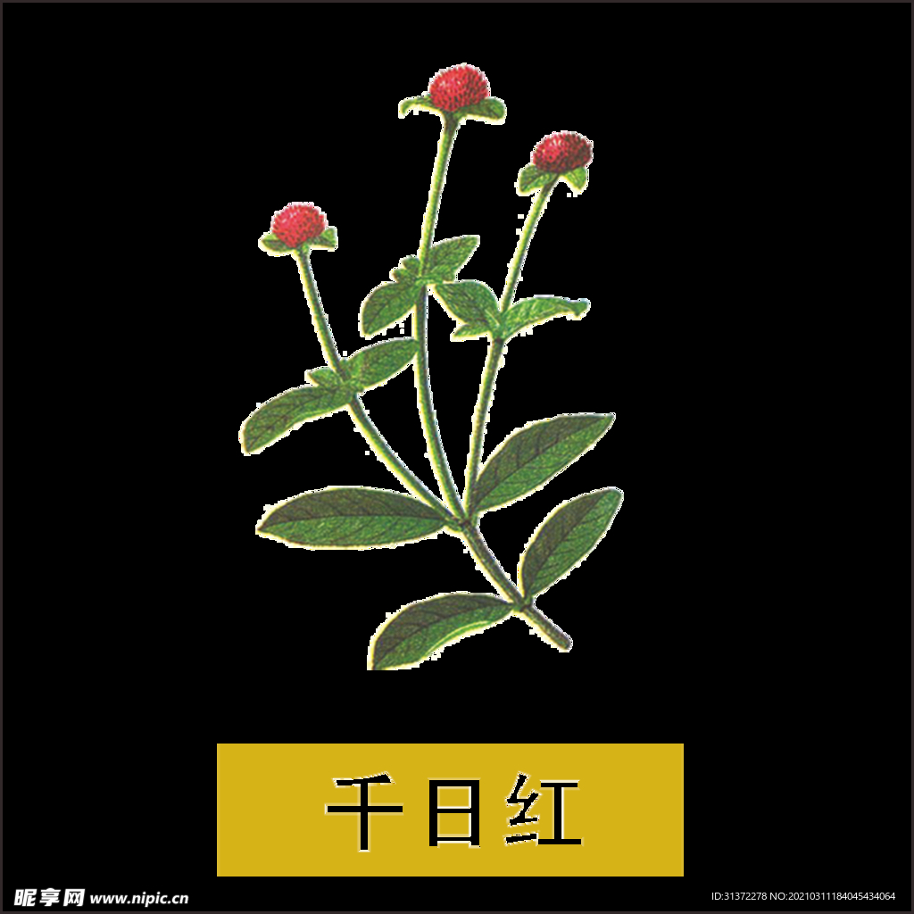 草本植物药材图片