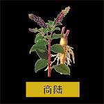 草本植物药材图片