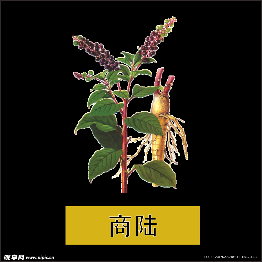 草本植物药材图片