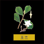 草本植物药材图片