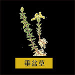草本植物药材图片