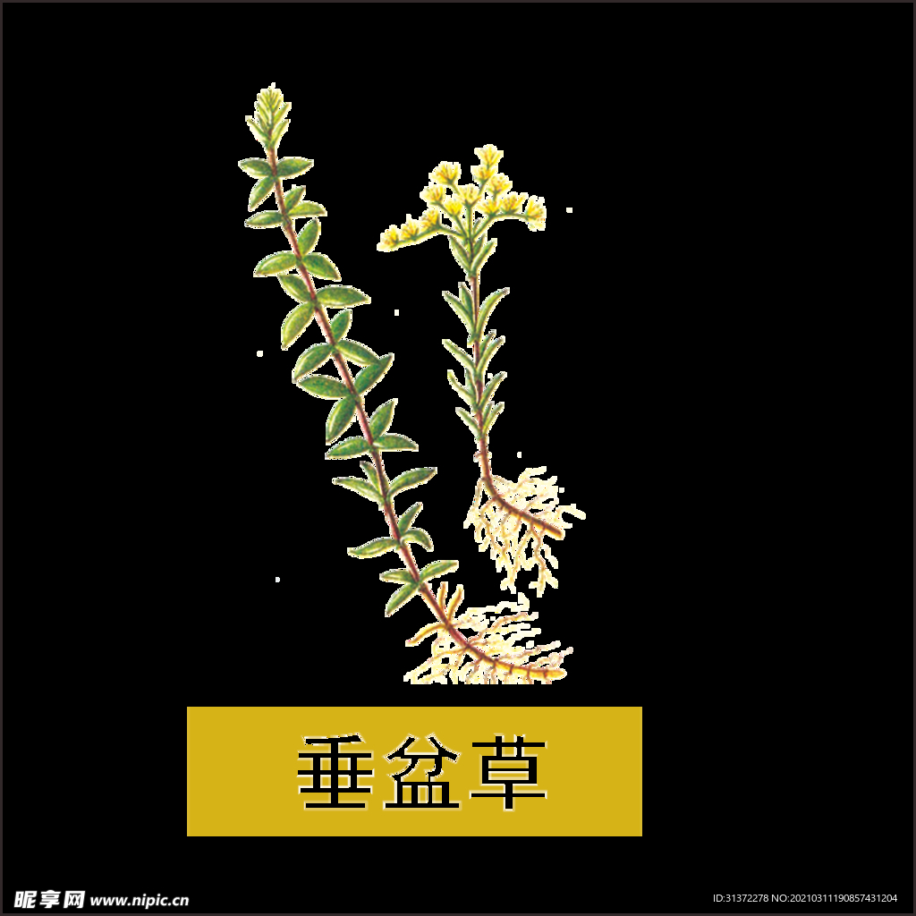 草本植物药材图片