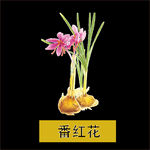 草本植物药材图片