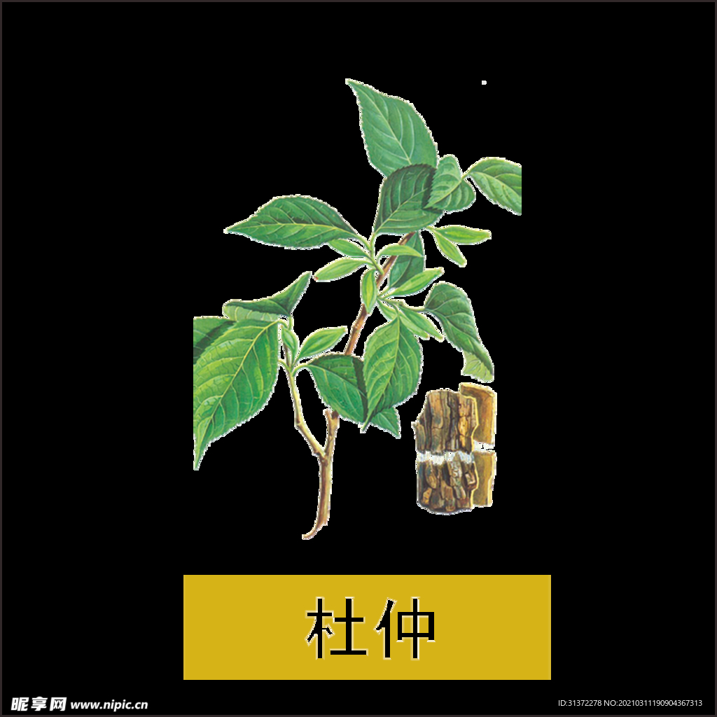 草本植物药材图片