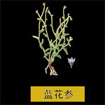 草本植物药材图片