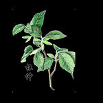 草本植物药材图片