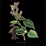 草本植物药材图片