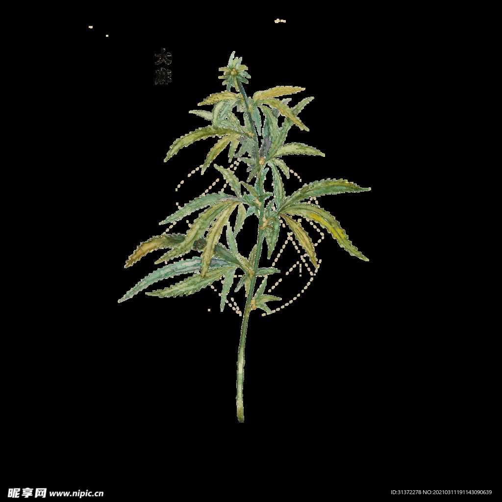 草本植物药材图片