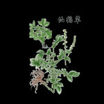 草本植物药材图片
