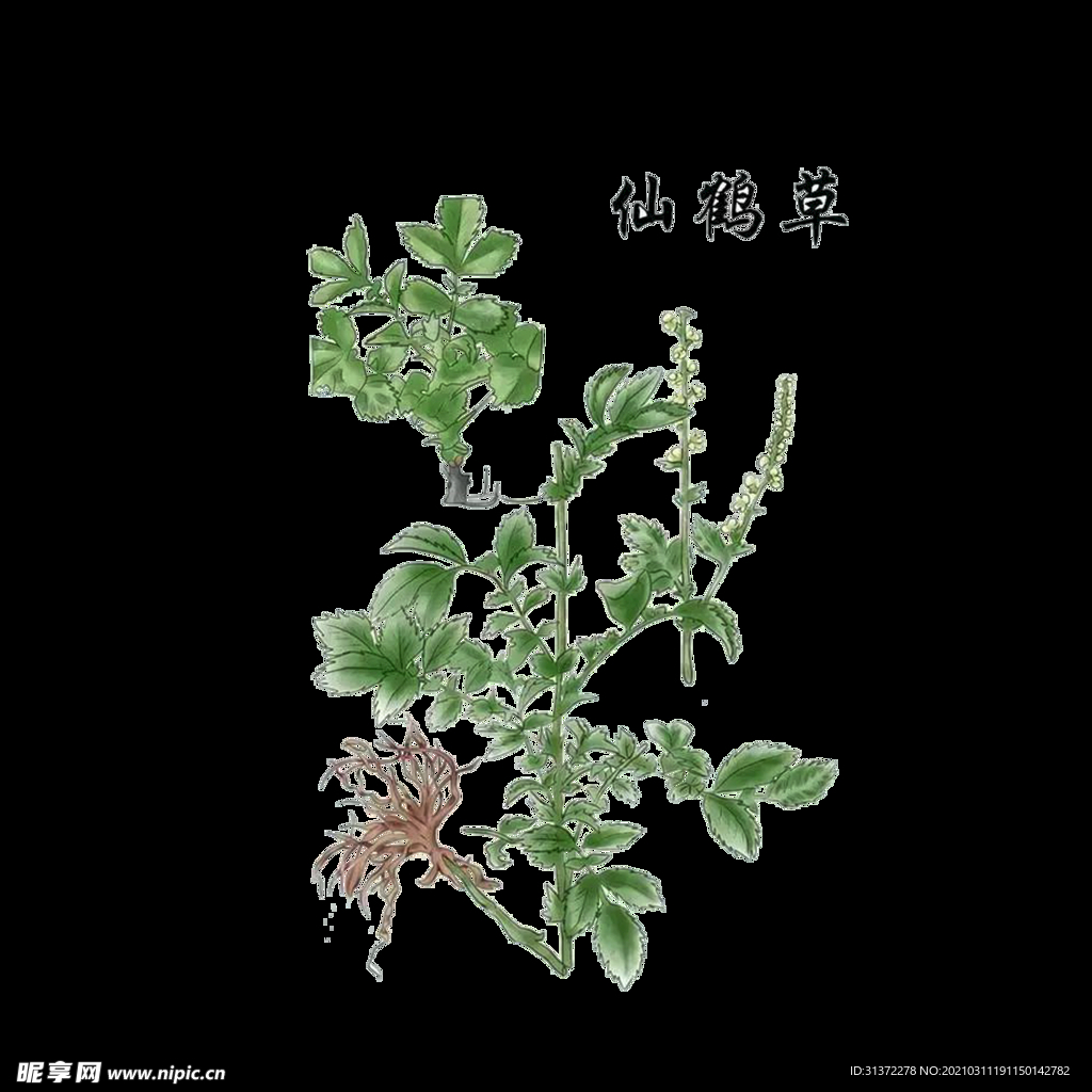 草本植物药材图片