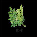 草本植物药材图片