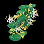 草本植物药材图片
