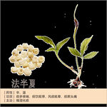 草本植物药材图片