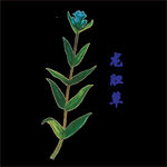 草本植物药材图片