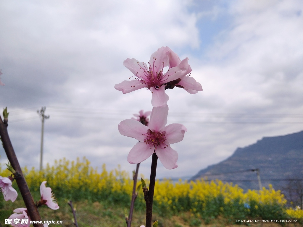 桃花