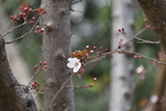 绿植花