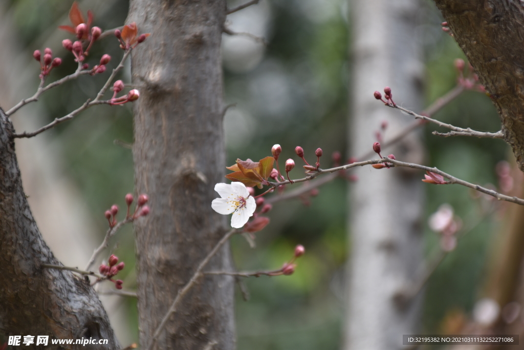 绿植花