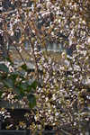 绿植 枝条 花