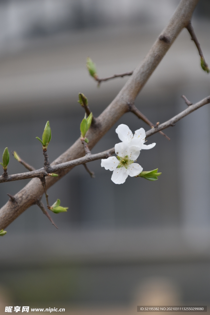 绿植花