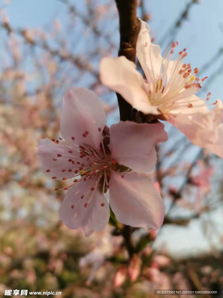 桃花