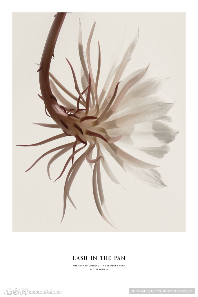 手绘植物装饰画