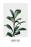 植物小清新装饰画