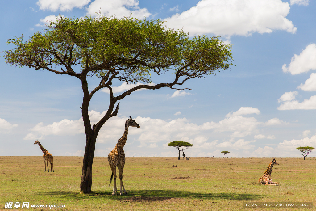 非洲大草原的长颈鹿