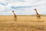 非洲大草原的长颈鹿