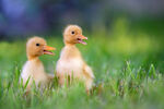 黄色小鸭在绿色的草地上