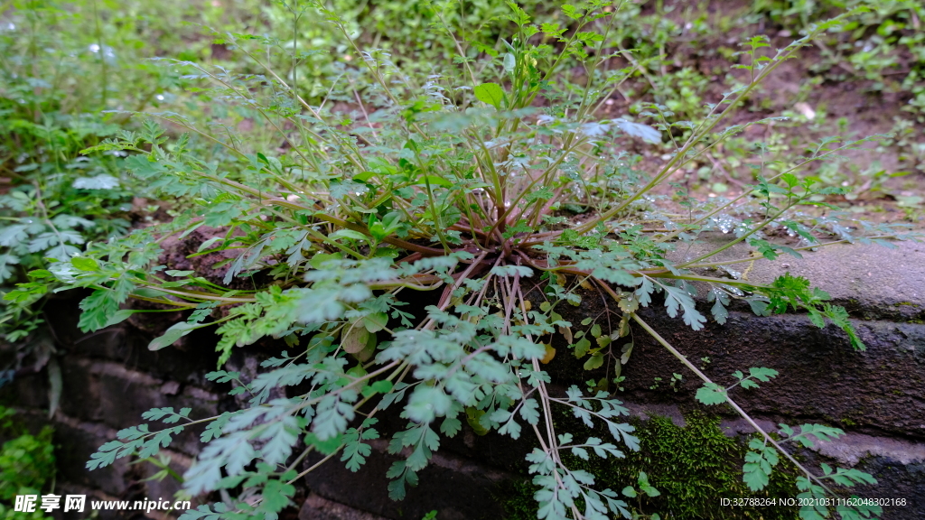 花草