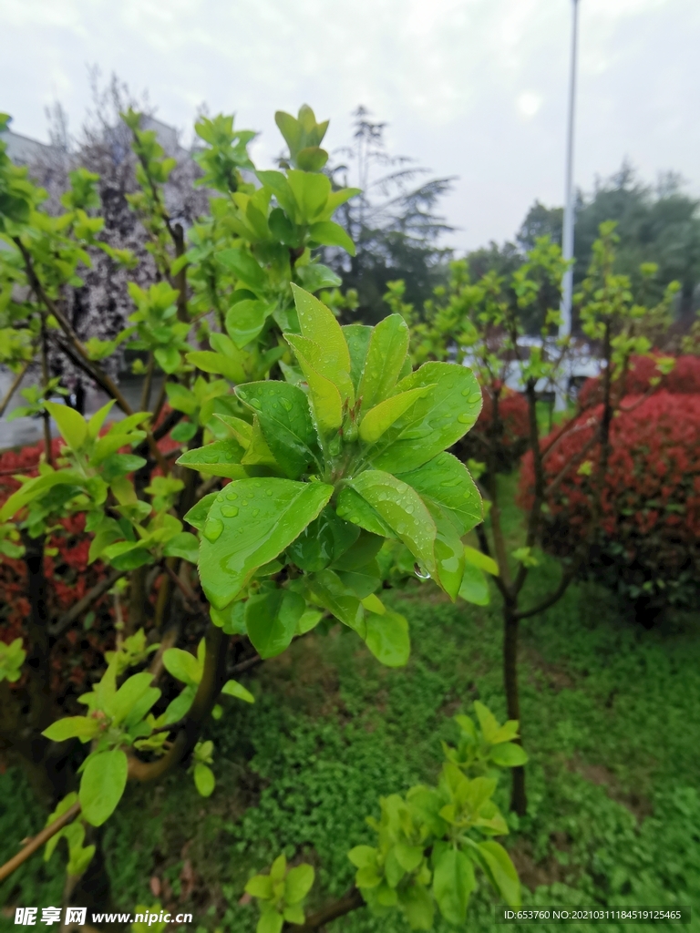 滴水的绿色海棠树叶