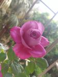 月季花品种羊脂香水