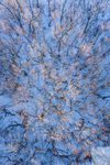 雪地没有叶子的树