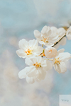 白色的花朵