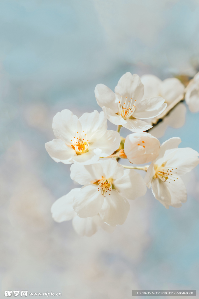 白色的花朵
