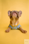 穿蓝色衣服的斗牛犬