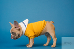 穿黄色衣服的斗牛犬
