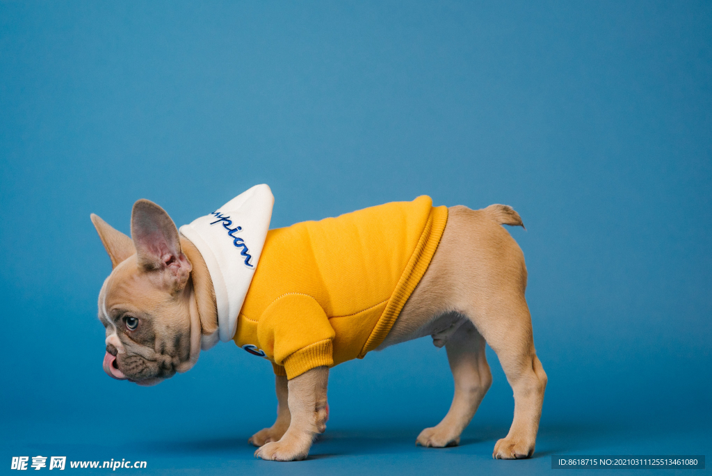 穿黄色衣服的斗牛犬