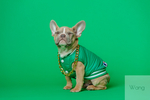 穿绿色衣服的斗牛犬