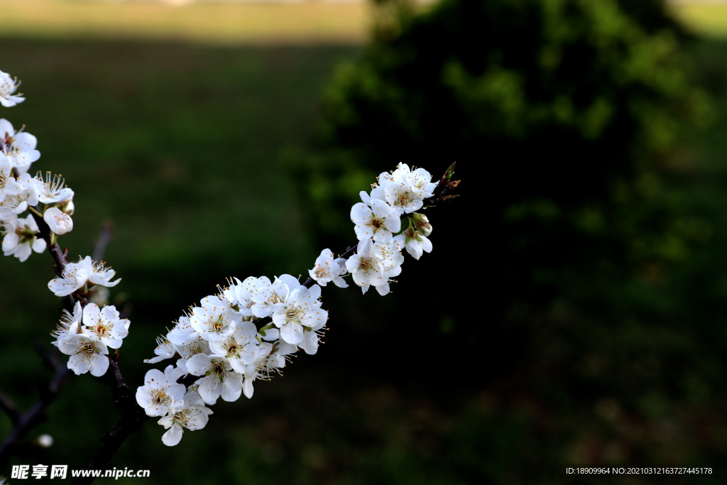 李花