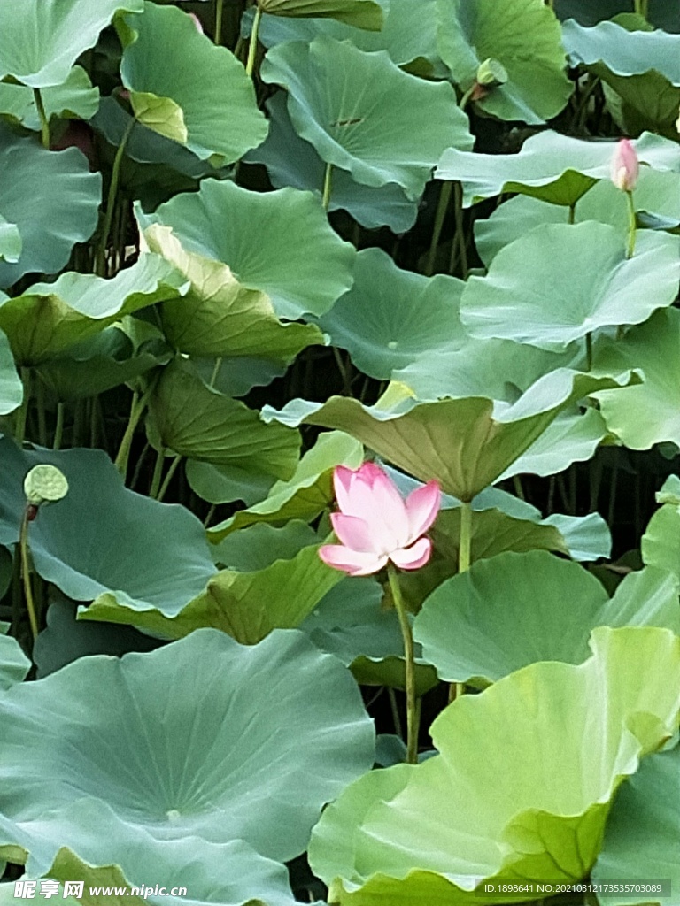 荷花