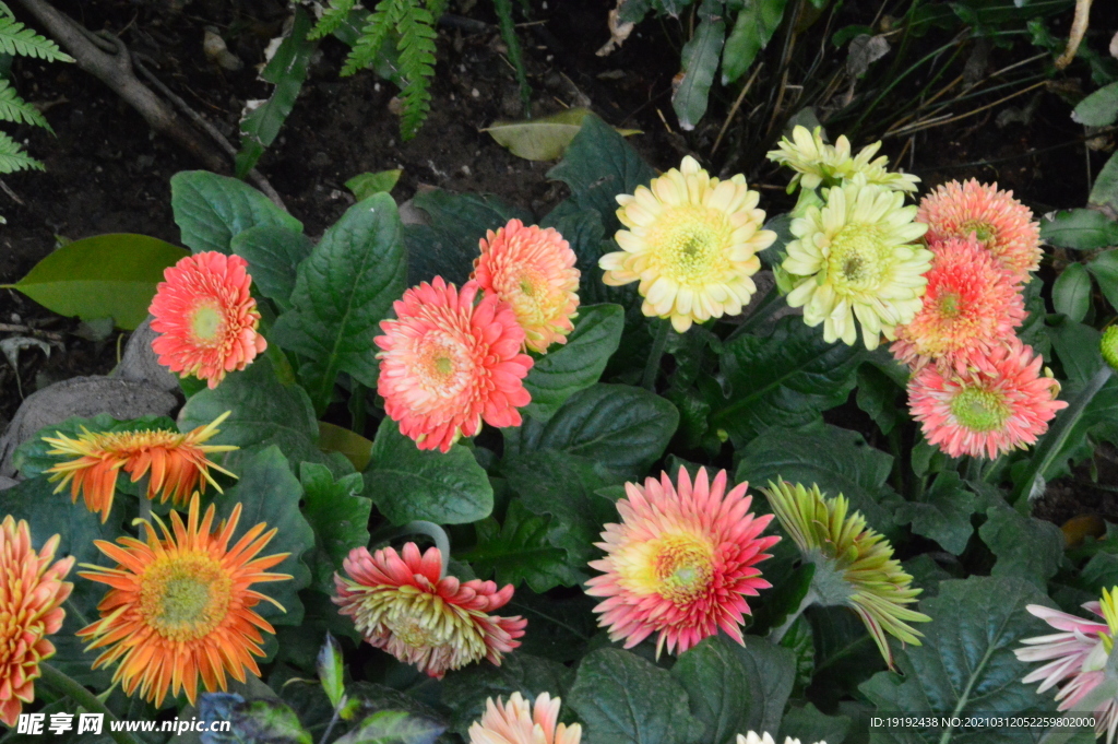 非洲菊