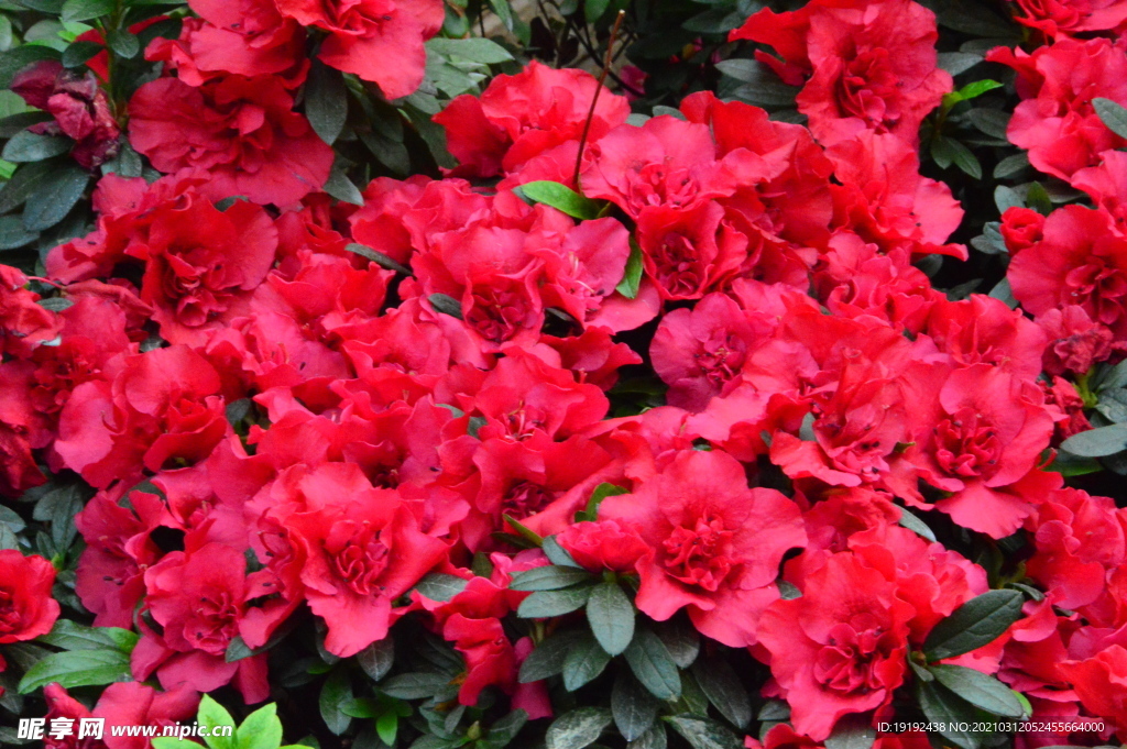 杜鹃花