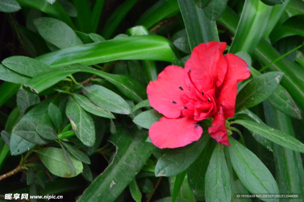 杜鹃花