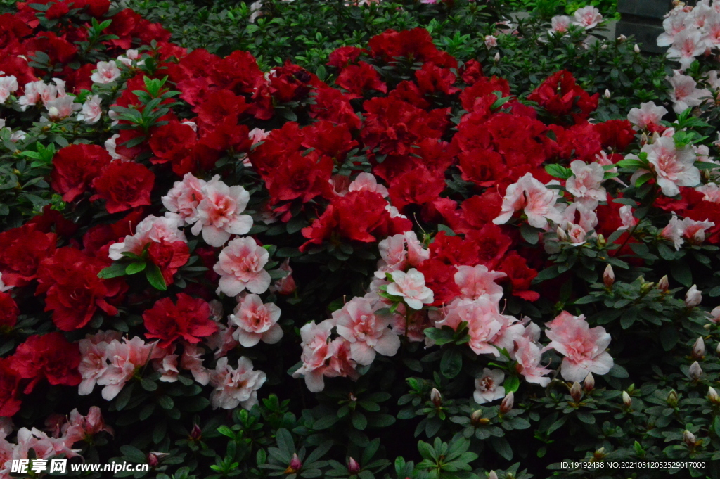 杜鹃花