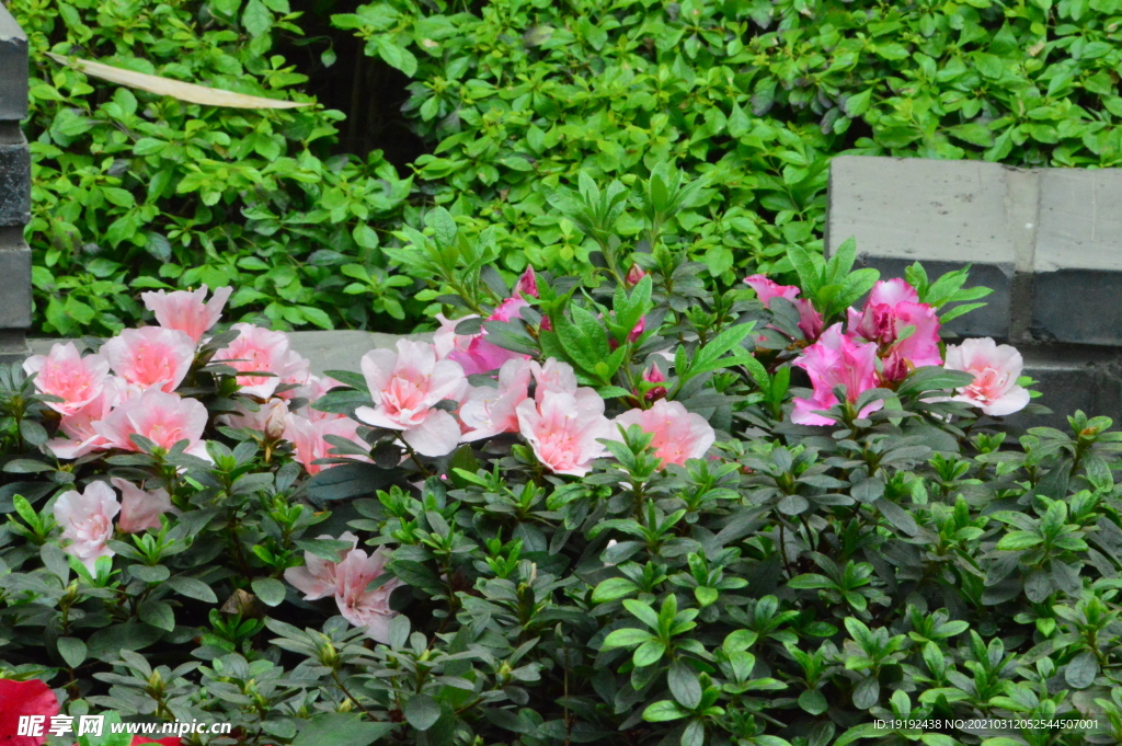 杜鹃花